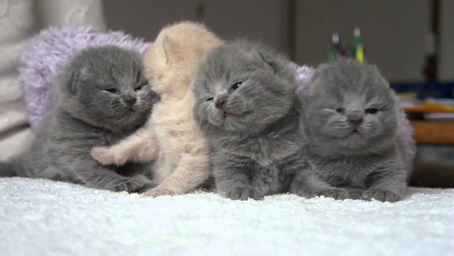 4 petits chats ensemble, ils sont trop choux !
4 little cats together, they are too cute!
© Photo under Copyright